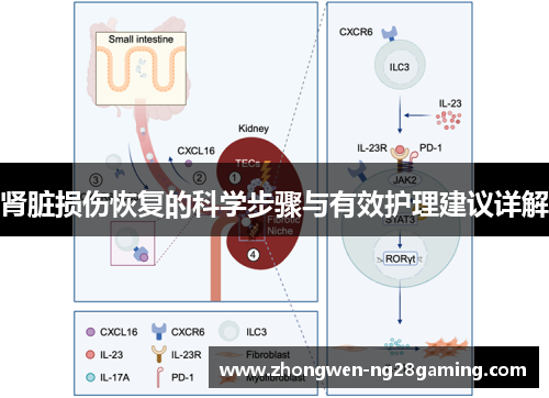 肾脏损伤恢复的科学步骤与有效护理建议详解